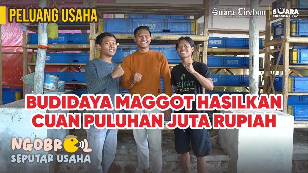 PELUANG USAHA, BUDIDAYA MAGGOT HASILKAN CUAN PULUHAN JUTA RUPIAH