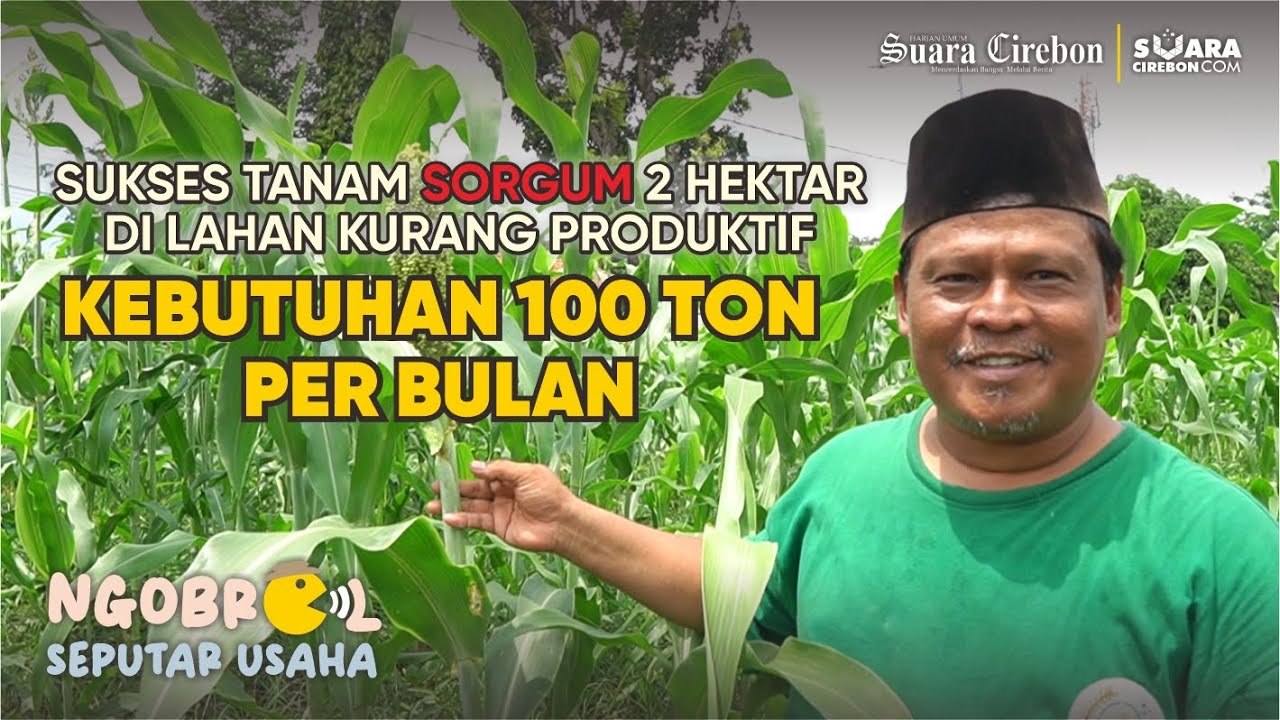 AWALNYA COBA-COBA, KINI SUKSES TANAM SORGUM 2 HEKTAR DI LAHAN KURANG PRODUKTIF