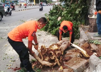 Kena Angin Kencang, Pohon Besar Tumbang Tutupi Jalan