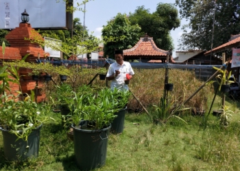 Masih Ada Harapan Padi Bisa Dipenen, Sebagian Petani Gegesik Tunggu Janji Bantuan Pompa Air