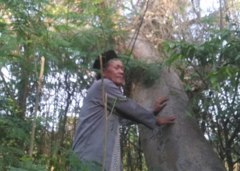 Pohon Loh di Sungai Cisanggarung Simbol Persatuan Wilayah Losari