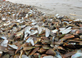 Ini Jenis Makanan yang Bisa Dibuat dari Cangkang Kerang