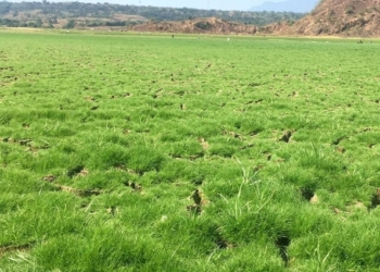 Air Susut Drastis, Setupatok Berubah Jadi Hijau