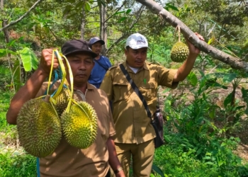 Ujungberung Hadirkan Agrowisata Durian