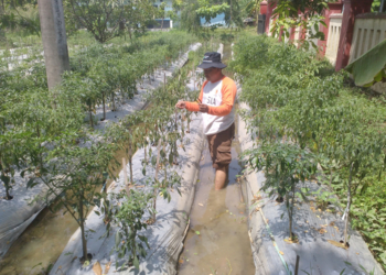 Hujan Turun, Cabai Naik