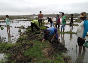 Berburu Tikus di Sawah Panguragan Lor