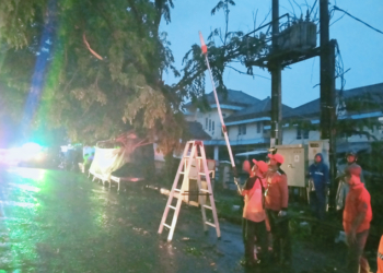 Angin Kencang, Pohon Besar Tumbang Timpa Kabel PLN