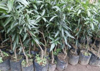 Penjualan Bibit Gedong Gincu Berkurang