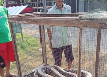 Warga Sambeng Cirebon Temukan Ular Sanca 3,5 Meter