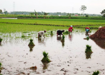 Sewa Lahan Aset Daerah Masih Terkendala