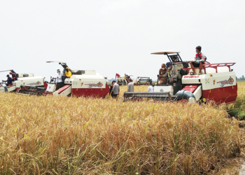 Pertanian Cirebon Diguyur Rp19,5 Miliar