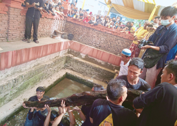 Masyarakat Kertawinangun Lestarikan Adat Desa, Gelar Ritual Pengangkatan Buyut Kayu Mancur Jaya