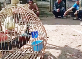 Semakin Langka, Ayam Hutan Dikembangbiakan di Rumah