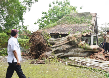 Pendopo Makam Mbah Kuwu Cirebon Rusak Tertimpa Pohon Setinggi 30 Meter