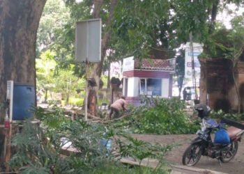 Pohon Besar di Goa Sunyaragi Ditebang