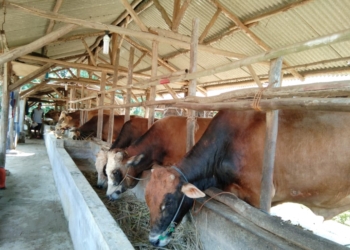 Punya Ramuan Khusus PMK, Peternak Ogah Sapinya Divaksin