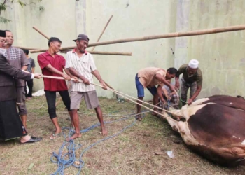 Sapi Kurban Bupati Cirebon Dinyatakan Sehat