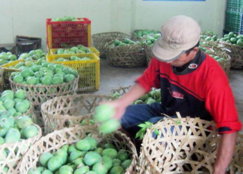 panen-mangga-menurun