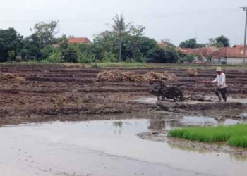 Masuk Musim Tanam, Petani Berharap Mudah Mendapatkan Pupuk