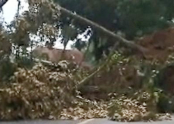 Satu Kampung di Cugenang Tertimbun Tanah Longsor Akibat Gempa Cianjur