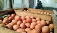 Harga Telur Ayam Ras Kembali Naik, Tembus Rp 30.000 per Kilogram