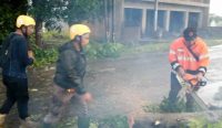 Usai Diterjang Badai, DLH Kabupaten Cirebon Segera Data Pohon Berisiko Tumbang