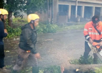 Usai Diterjang Badai, DLH Kabupaten Cirebon Segera Data Pohon Berisiko Tumbang
