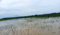 Ratusan Hektare Sawah di Majalengka Terendam Banjir