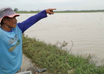 Banjir di Cirebon Rendam Ratusan Hektar Sawah, Biaya Produksi Semakin Membengkak, Petani Menjerit