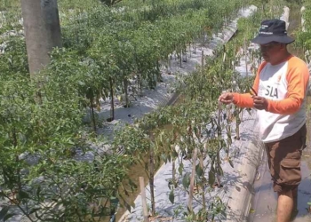 Harga Cabe Tinggu, Petani Senang