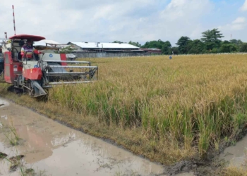 Petani Cirebon Uji Coba Padi Varietas Baru, Bisa Panen 3 Kali Setahun, Tapi Belum Dilirik Pemkab Cirebon