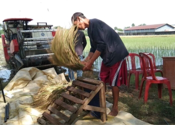Lagi, Petani Cirebon Ciptakan Padi Varietas Baru