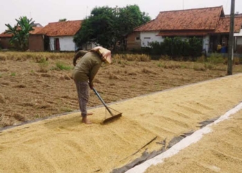 Harga Gabah Terus Melandai, Segini Besarannya