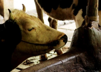 Setelah PMK, Kini Sapi Diserang Penyakit Lato-Lato, Ini Daftar Penyebarannya di Kabupaten Cirebon