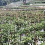Petani Sayuran Sulit Dapatkan Pupuk Subsidi