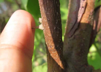 Cara Mudah Mengatasi Kesusuban Serpihan Kayu, Duri dan Besi, Gampang Banget