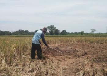 Enggan Jadi Petani, Buruh Panen Menyusut