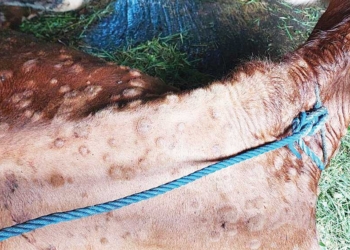 Jelang Lebaran, Sapi Terjangkit Penyakit Lato-lato di Kabupaten Cirebon Bertambah, Berikut Datanya