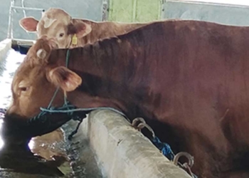 Bagaimana Hukum Menyembelih Hewan Kurban Diwakilkan Orang Lain