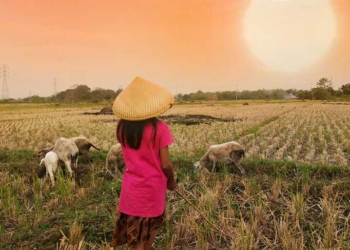 Petani Indramayu Dihantui Kekeringan dan Ancaman Si Monyong Tikus