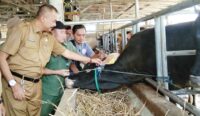 Pemeriksaan Hewan Kurban di Kabupaten Cirebon hingga H-1 Iduladha