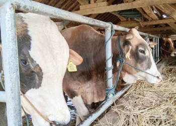 Puskeswan Kabupaten Cirebon Tak Temukan Hewan Kurban Terjangkit PMK