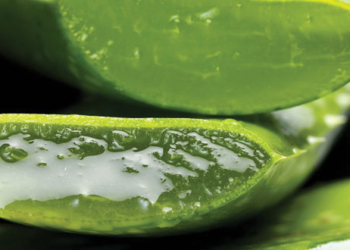 Khasiat Lidah Buaya, Sakti Bukan Main