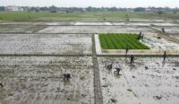 Petani 14 Kecamatan di Kabupaten Cirebon Dapat Asuransi Pertanian Gratis
