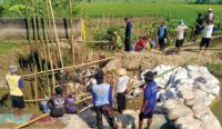 Saluran Irigasi Induk Jebol, Ribuan Hektare Sawah di 10 Kecamatan Kabupaten Cirebon Terancam Gagal Panen
