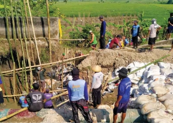 Saluran Irigasi Induk Jebol, Ribuan Hektare Sawah di 10 Kecamatan Kabupaten Cirebon Terancam Gagal Panen
