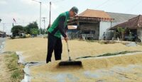 Saluran Irigasi Mengering, Suplai Air Tak Jelas, Petani Desa Pasuruan Cirebon Pesimis Tanam Padi Musim Ketiga
