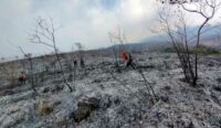 Selain Gunung Ciremai, Gunung Arjuno di Malang Juga Terbakar