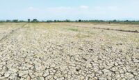 545 Hektare Lahan Pertanian Padi di Kabupaten Cirebon Alami Kekeringan