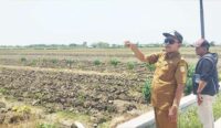 Dekat Aliran Sungai Cisanggarung, yang Lain Kekeringan, Petani Kalirahayu Cirebon Sengaja Keringkan Lahan